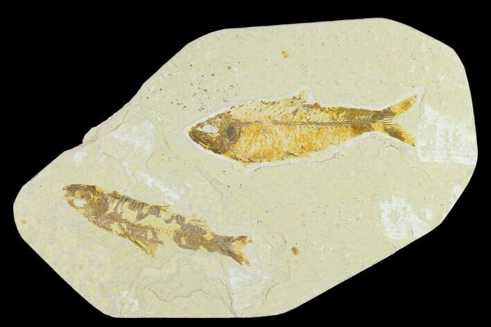 Pair of Bargain Fossil Fish (Knightia) - Green River Formation #131525